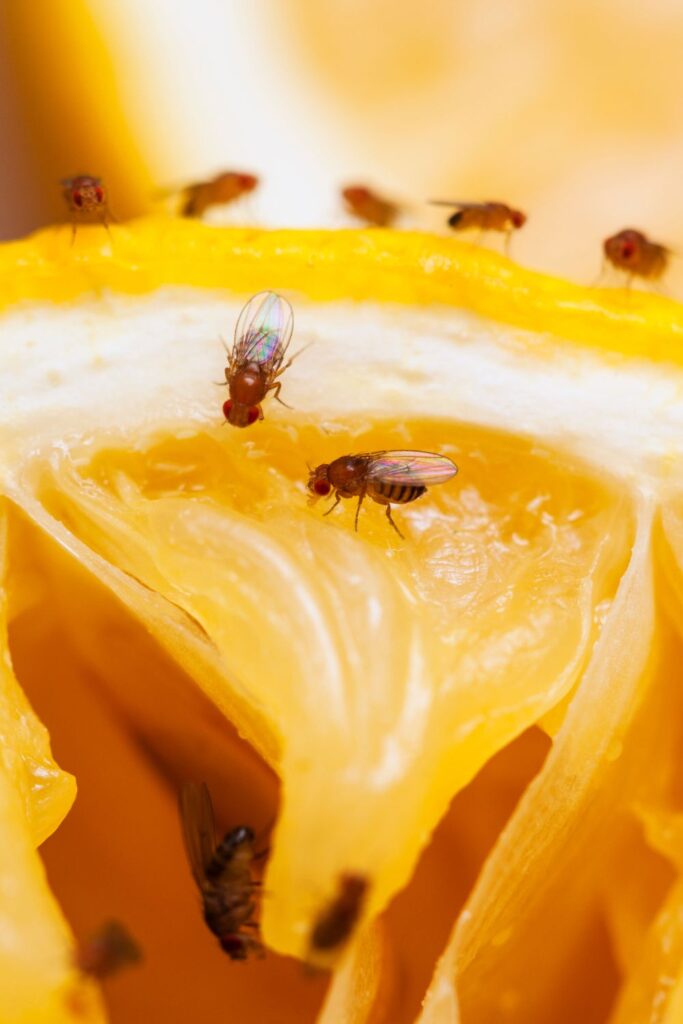 Set Up Gnat Traps