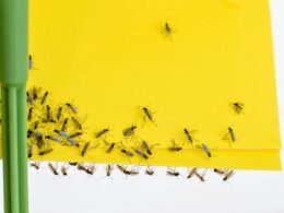 How to Get Rid Of Gnats In The Kitchen